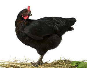 Schwarzes Huhn